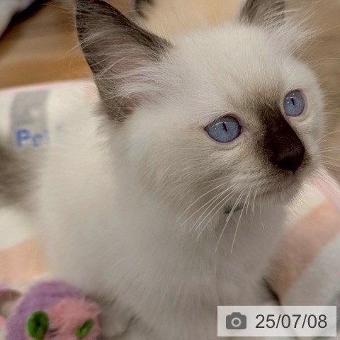 ラグドールの写真