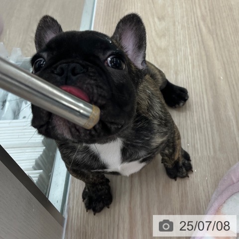 フレンチ・ブルドッグの写真