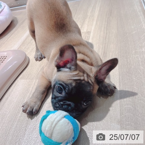 フレンチ・ブルドッグの写真