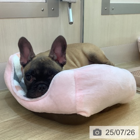 フレンチ・ブルドッグの写真