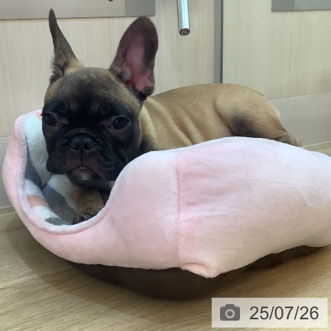 フレンチ・ブルドッグの写真