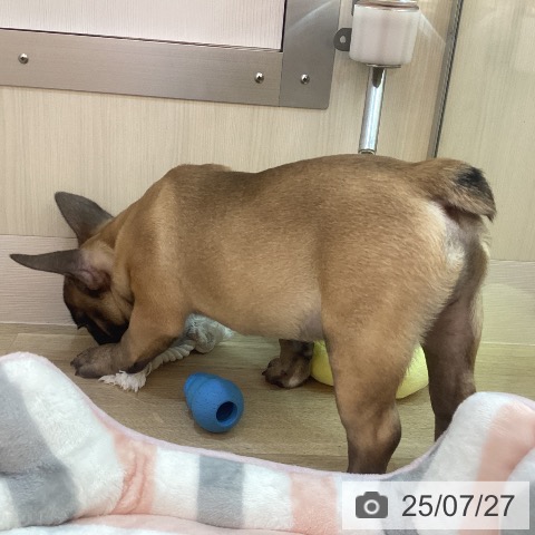 フレンチ・ブルドッグの写真