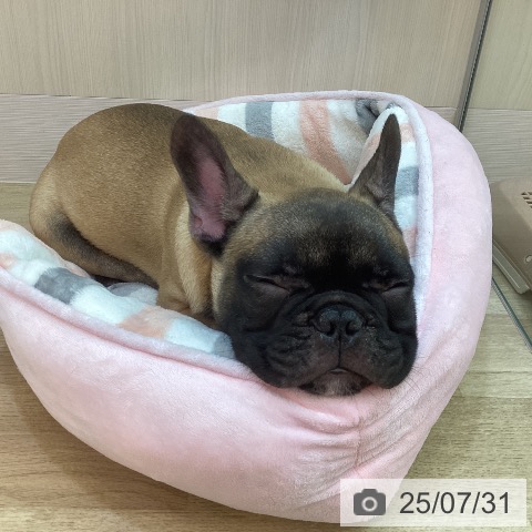 フレンチ・ブルドッグの写真
