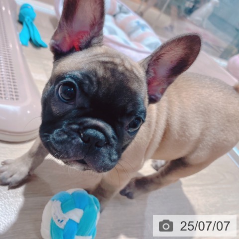 フレンチ・ブルドッグの写真