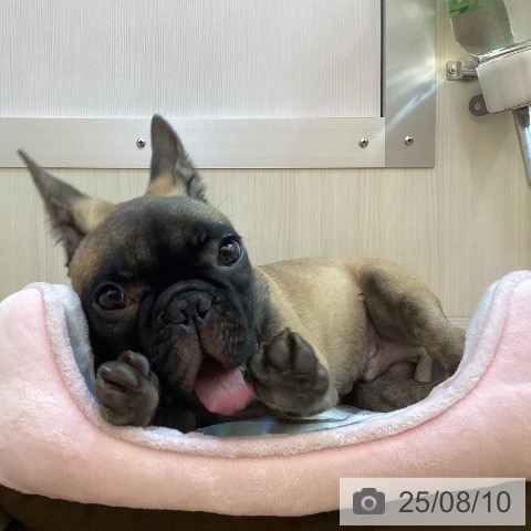 フレンチ・ブルドッグの写真