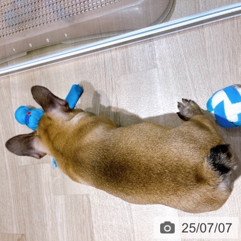 フレンチ・ブルドッグの写真