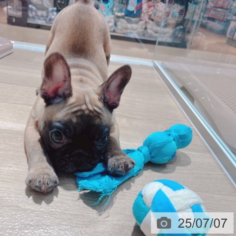 フレンチ・ブルドッグの写真