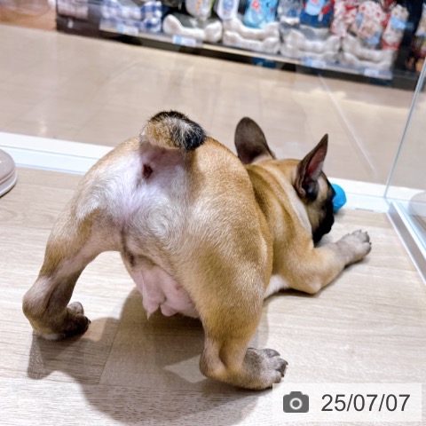 フレンチ・ブルドッグの写真