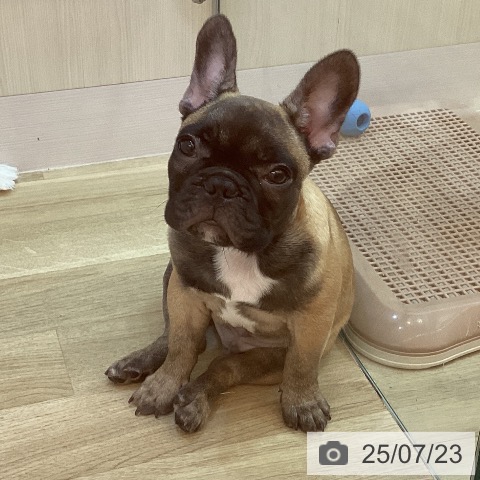 フレンチ・ブルドッグの写真