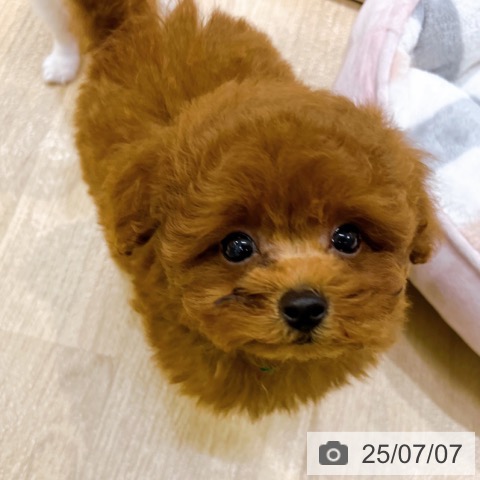 トイ・プードルの写真