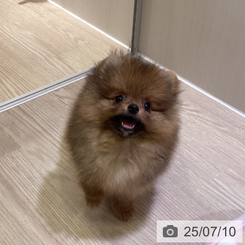 ポメラニアンの写真