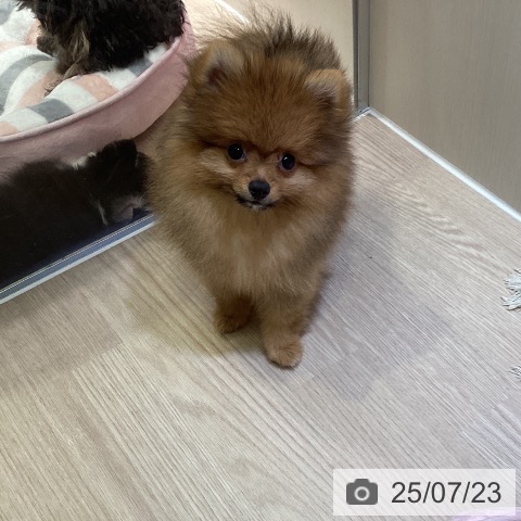ポメラニアンの写真