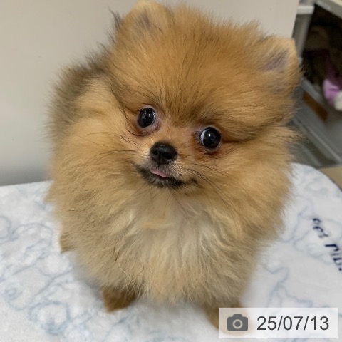 ポメラニアンの写真