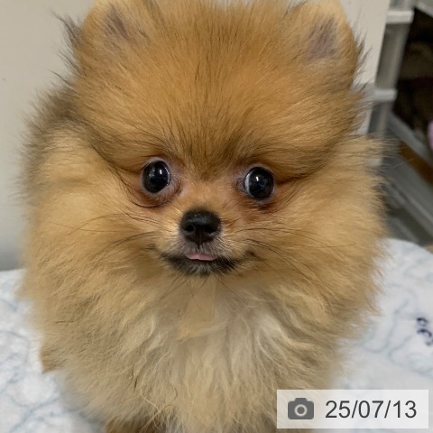 ポメラニアンの写真