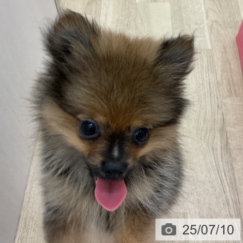 ポメラニアンの写真