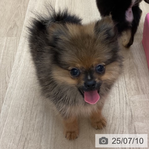ポメラニアンの写真
