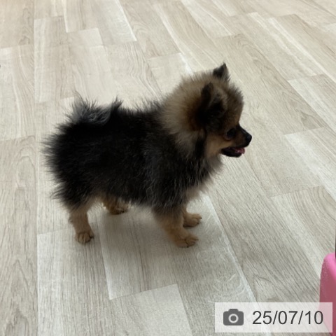 ポメラニアンの写真