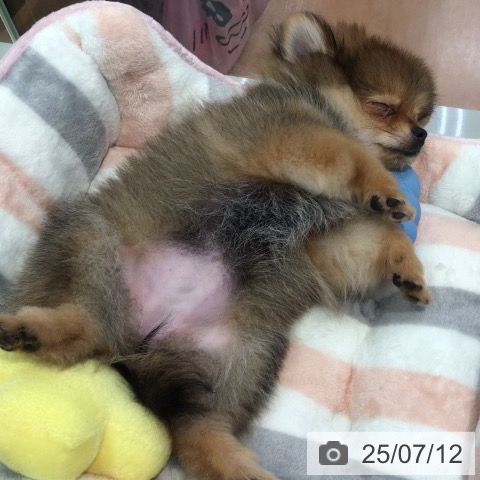 ポメラニアンの写真