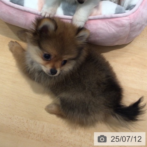 ポメラニアンの写真