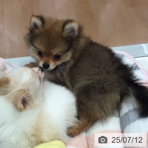 ポメラニアンの写真