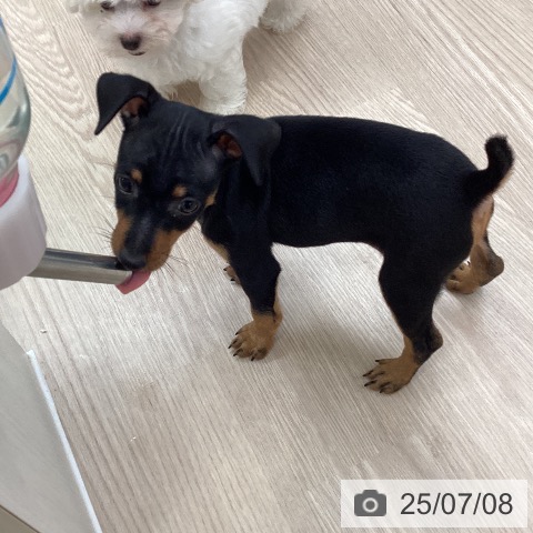 ミニチュア・ピンシャーの写真