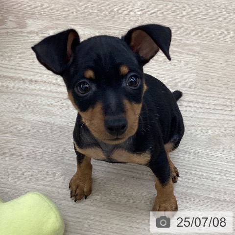 ミニチュア・ピンシャーの写真