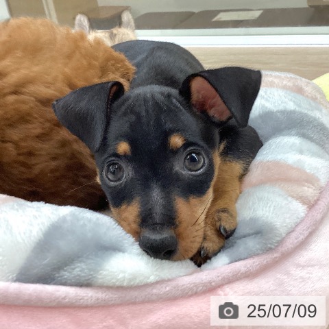 ミニチュア・ピンシャーの写真