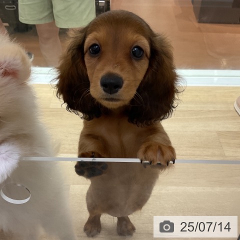 カニーンヘン・ダックスフンドの写真