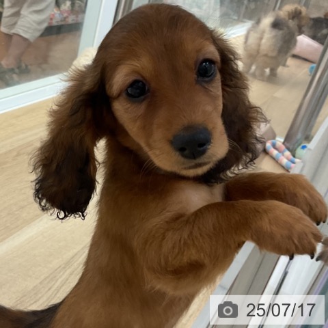 カニーンヘン・ダックスフンドの写真