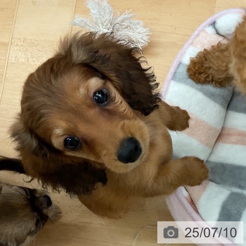 カニーンヘン・ダックスフンドの写真