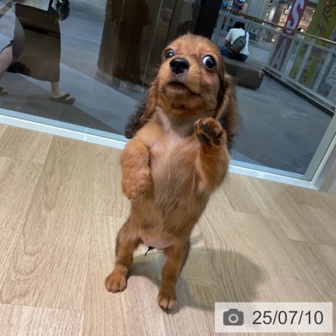 カニーンヘン・ダックスフンドの写真