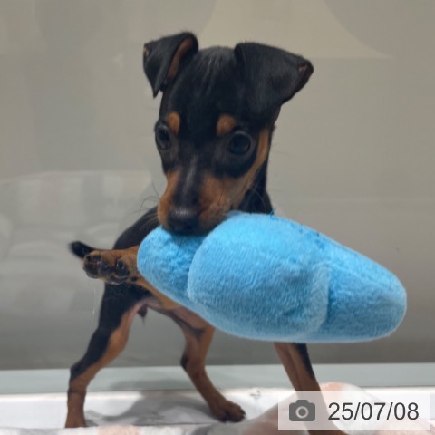 ミニチュア・ピンシャーの写真