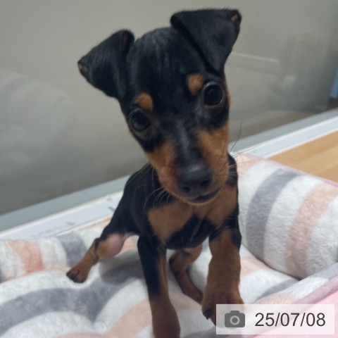 ミニチュア・ピンシャーの写真