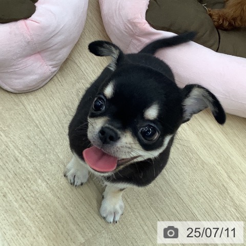 チワワの写真
