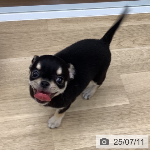 チワワの写真