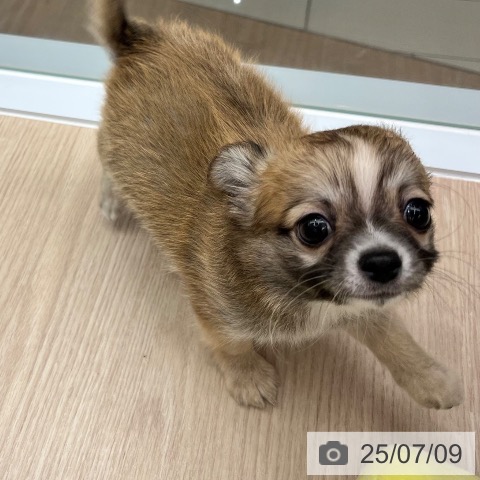 チワワの写真