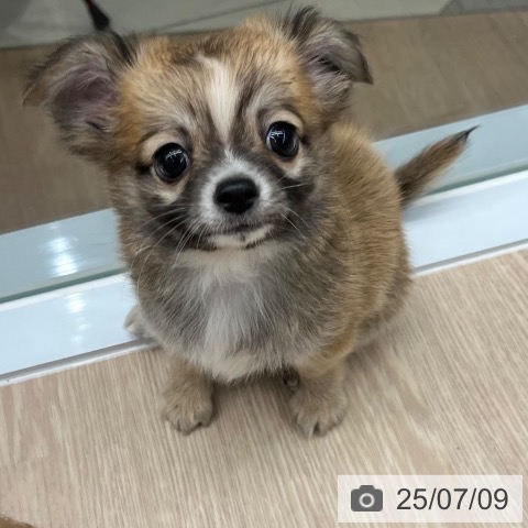 チワワの写真
