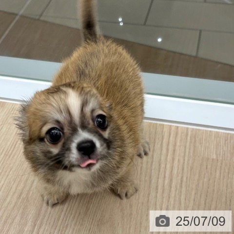 チワワの写真