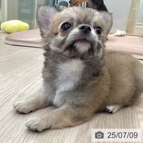 チワワの写真