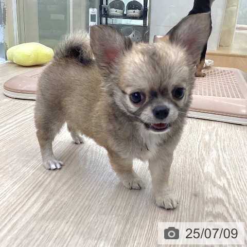 チワワの写真