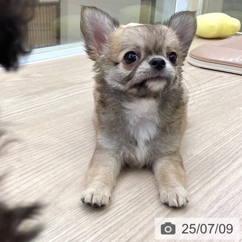 チワワの写真