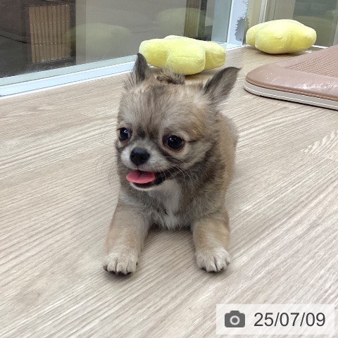 チワワの写真
