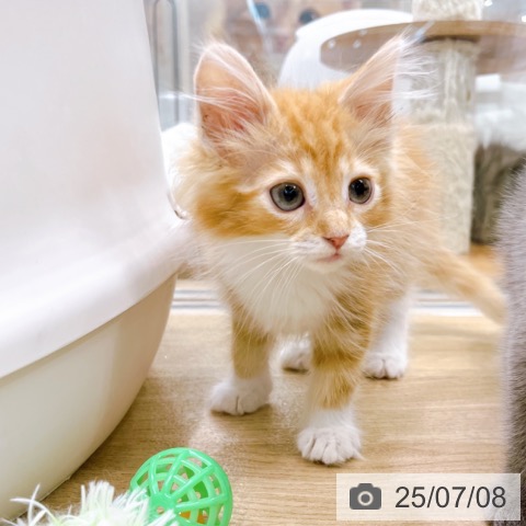 ノルウェージャンフォレストキャットの写真
