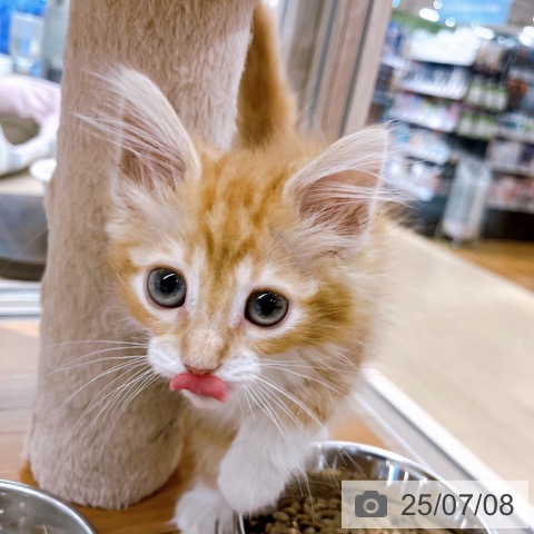 ノルウェージャンフォレストキャットの写真