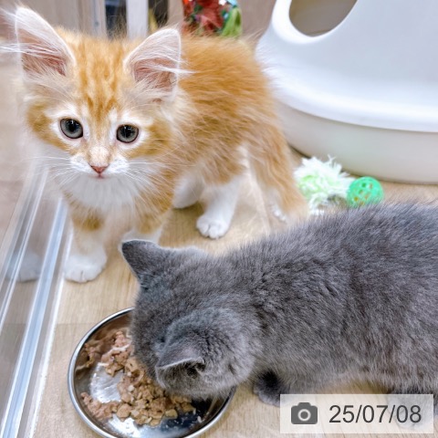 ノルウェージャンフォレストキャットの写真
