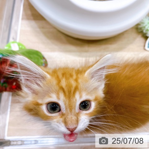 ノルウェージャンフォレストキャットの写真