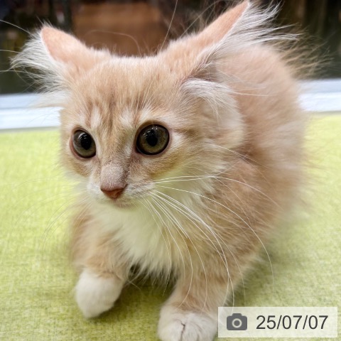 ノルウェージャンフォレストキャットの写真