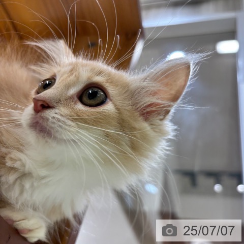 ノルウェージャンフォレストキャットの写真