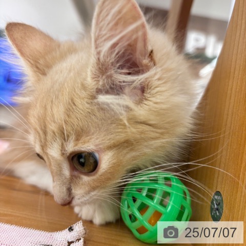 ノルウェージャンフォレストキャットの写真