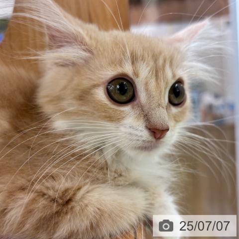 ノルウェージャンフォレストキャットの写真